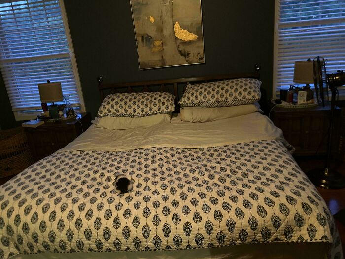 Checkers Totally Took Over Our Bed (Sorry, Not Sorry)