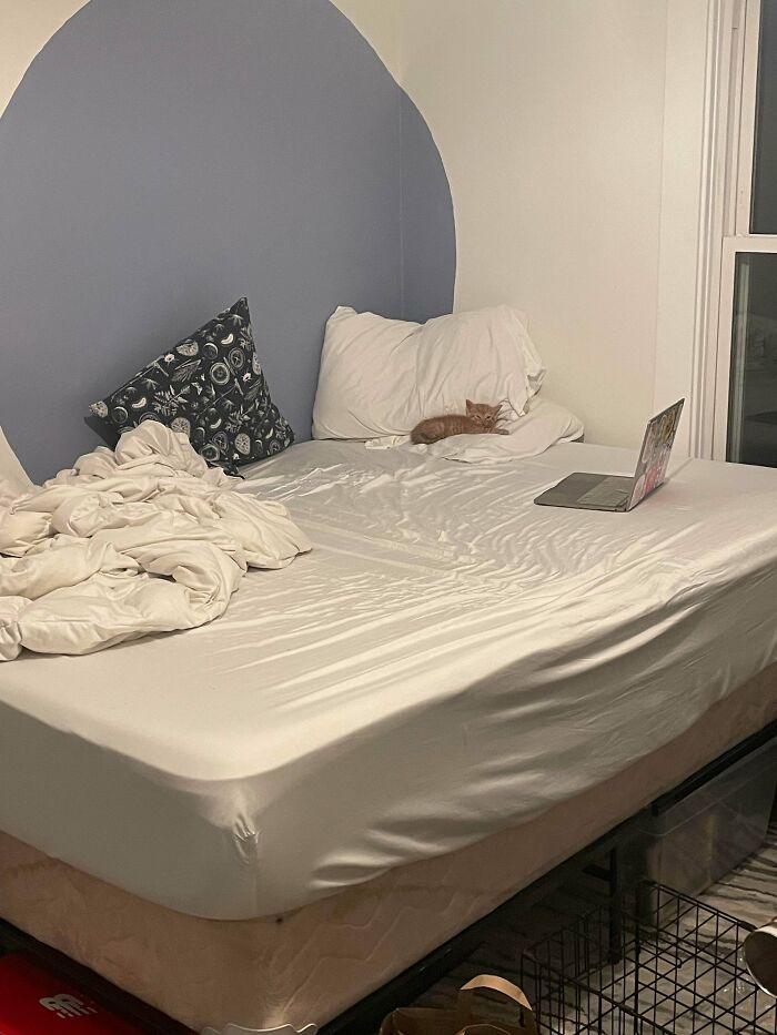 Smol But Cozy! Tiny Cat Making It Work