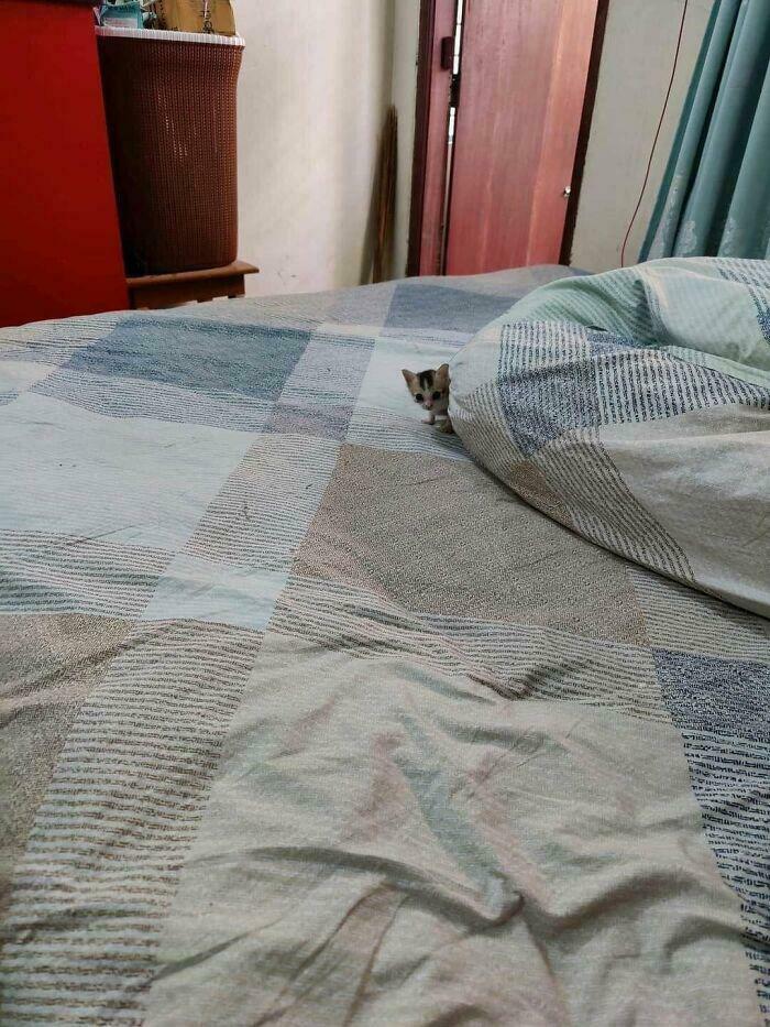 The Tinyest of Tiny Cats