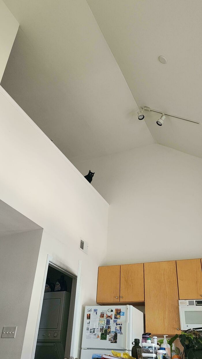 Void on the Loft: Big Room, Tiny Cat