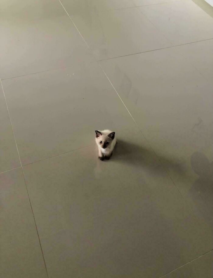 My Friend’s Tiny Criminal on the Loose