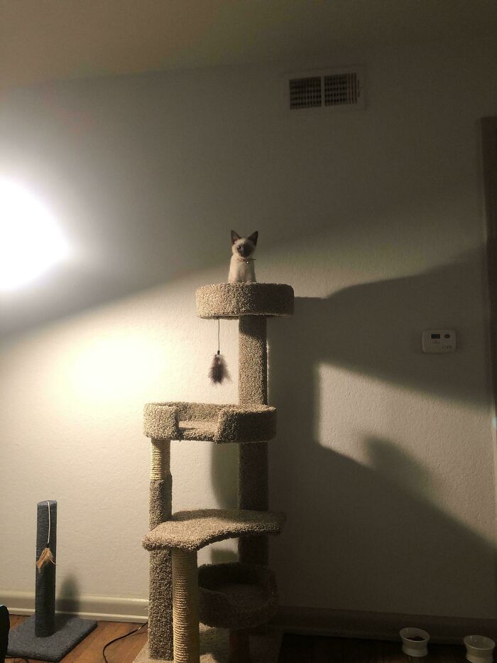 Luffy’s Very First Cat Tree Climbing Attempt