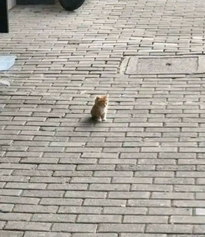 What Do You Do When You See a Cat This Tiny?