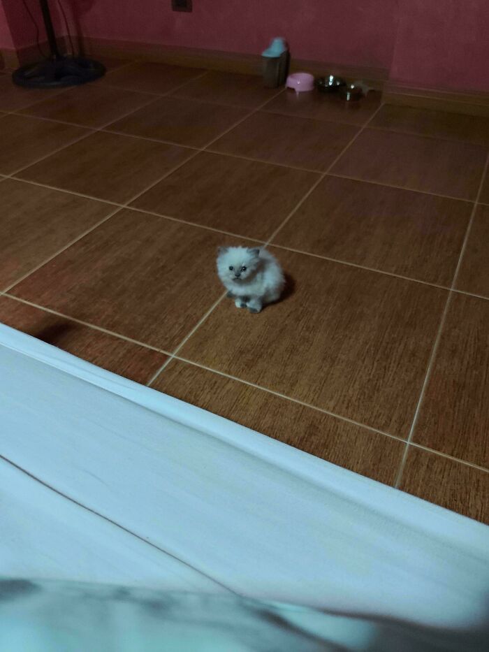 Smol Stare That Could Melt Your Soul