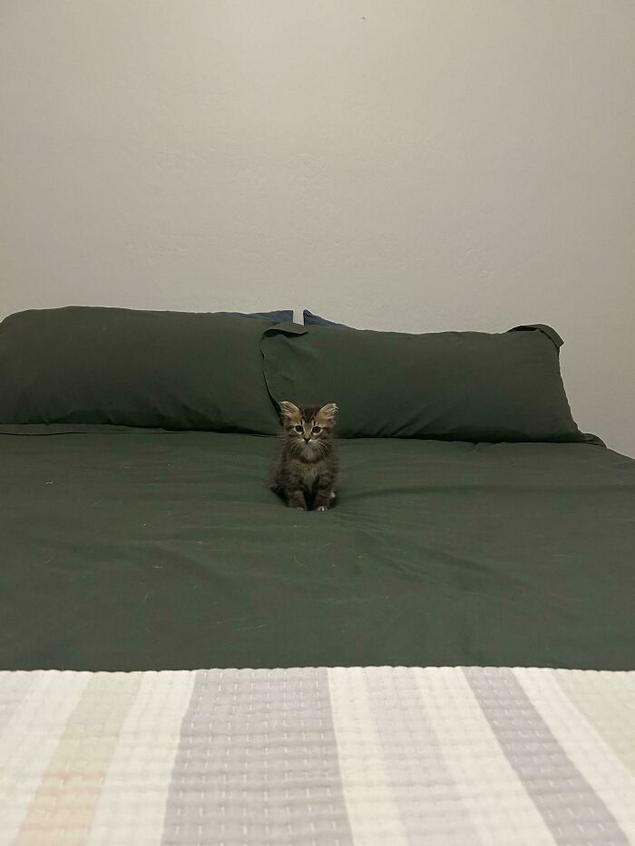 King Sized Bed For a Queen Who Rules With Purrs