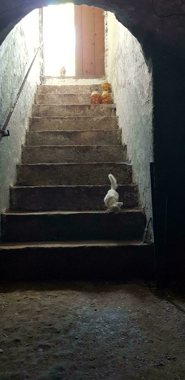 Manushka Explores the Biggest Room Like a Boss