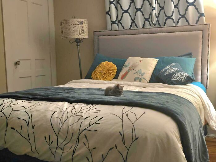 My In-Law’s Kitten Freya, Doing Kitten Things