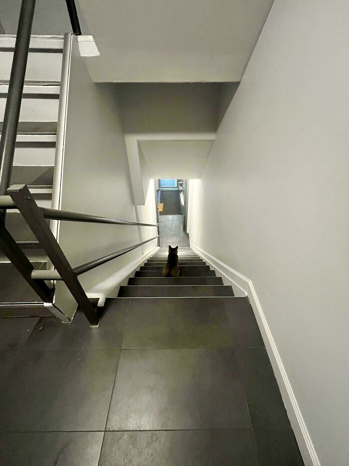 Emily, The Tiny Cat With a Big Personality