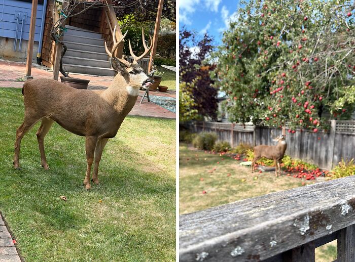 This Apple Eater Hung Out In My Yard For 9 Whole Hours