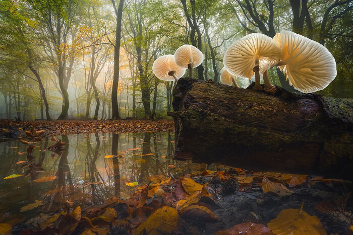 Speulder Forest’s Misty Mystery, Netherlands, By Albert Dros