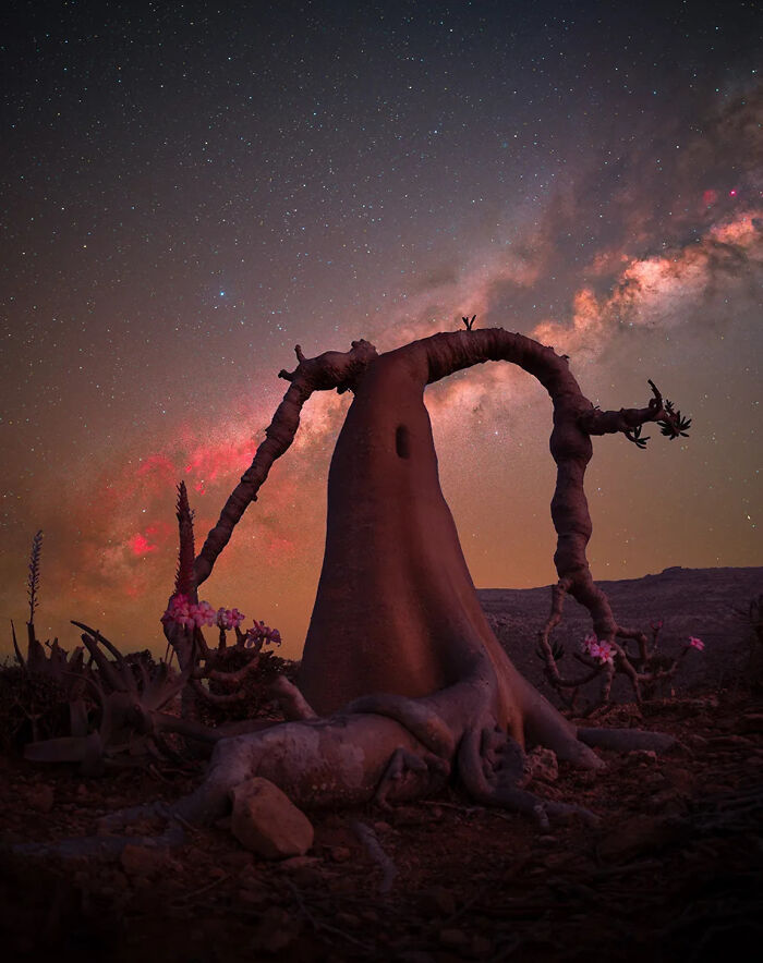 Queen of the Trees: Socotra’s Bottle Tree, Yemen, By Benjamin Barakat