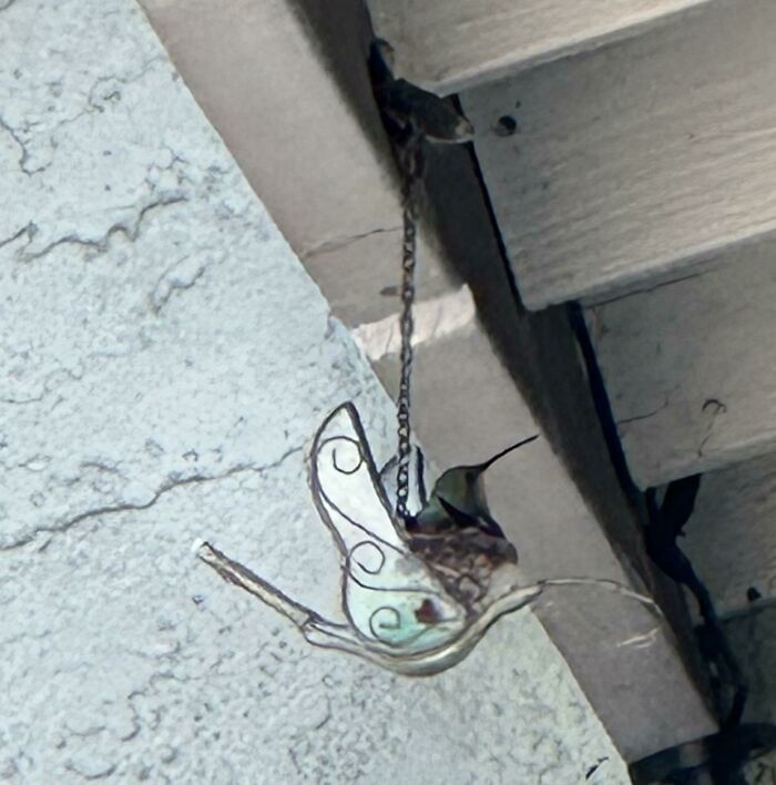 Hummingbird Said, 'Hey, That Figurine’s Cozy!' and Made a Nest