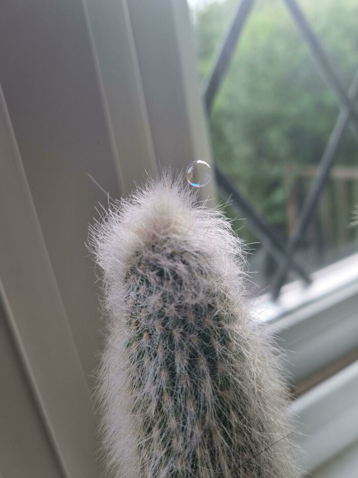Tiny Bubble Lands on Cactus and Doesn’t Pop—Magic or Science?