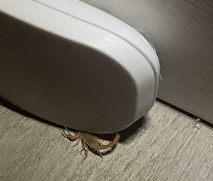 Remote Control Knocked Off Hanging Spot and Landed on a Scorpion!