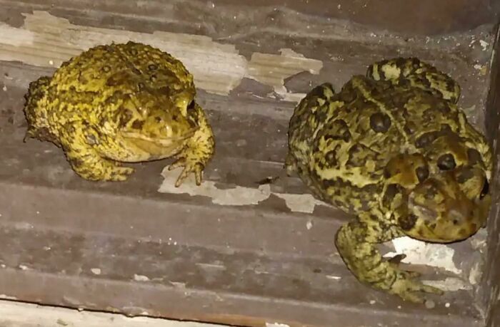 Two One-Eyed Toads Show Up Like They Made Plans