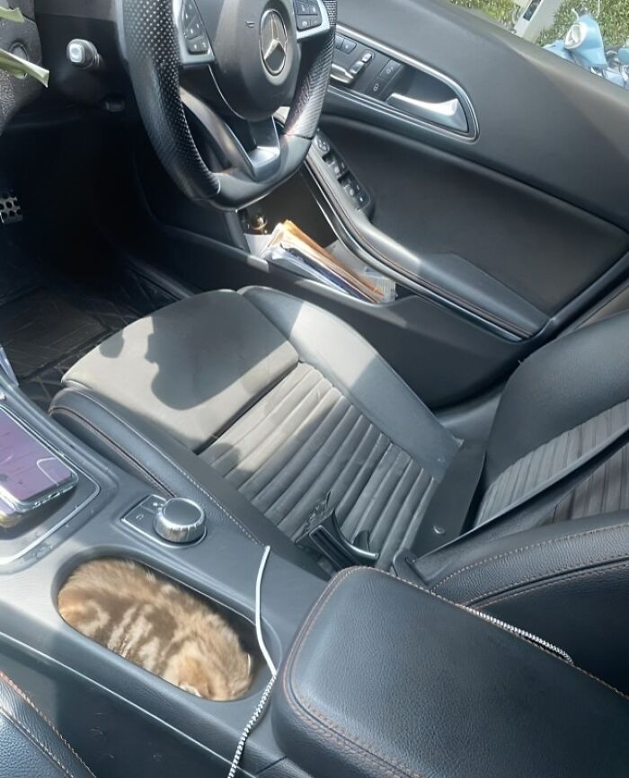 Keys, Phone, Kitten Loaf—All Checked!