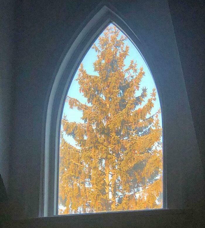 Neighbor’s Tree Secretly Fits My Window Frame