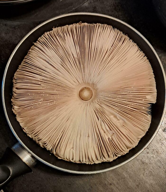 So, What’s The Verdict On This Mushroom In A Pan?