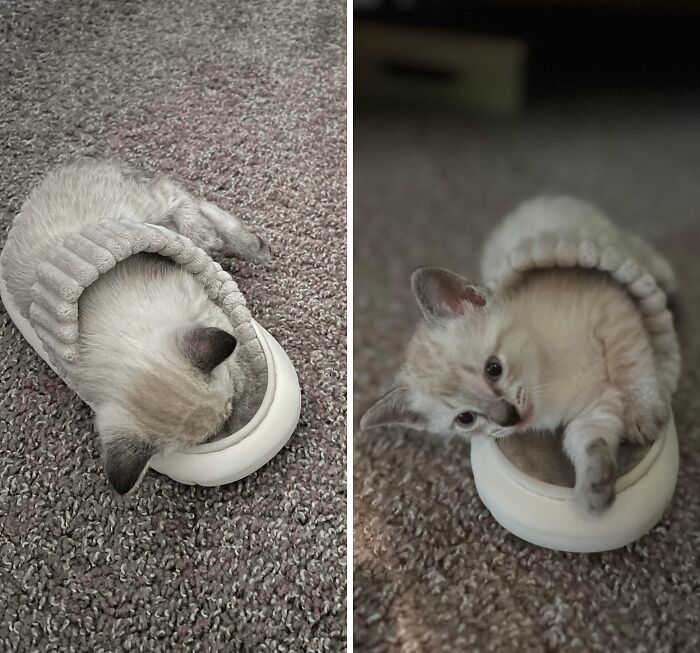 If The Slipper Fits, You Must Sit!