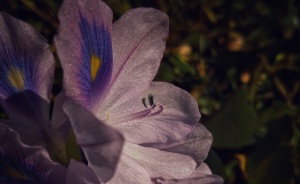 Check Out These 6 Gorgeous Flower Pics That Totally Stole Our Hearts