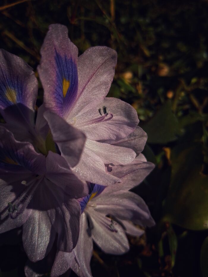 Check Out These 6 Gorgeous Flower Pics That Totally Stole Our Hearts