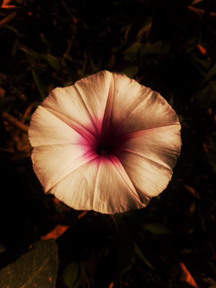 Check Out These 6 Gorgeous Flower Pics That Totally Stole Our Hearts