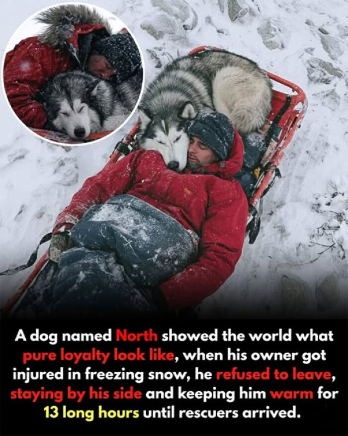 Meet North, The Dog Who Didn’t Leave His Injured Owner Alone In The Snowy Mountains