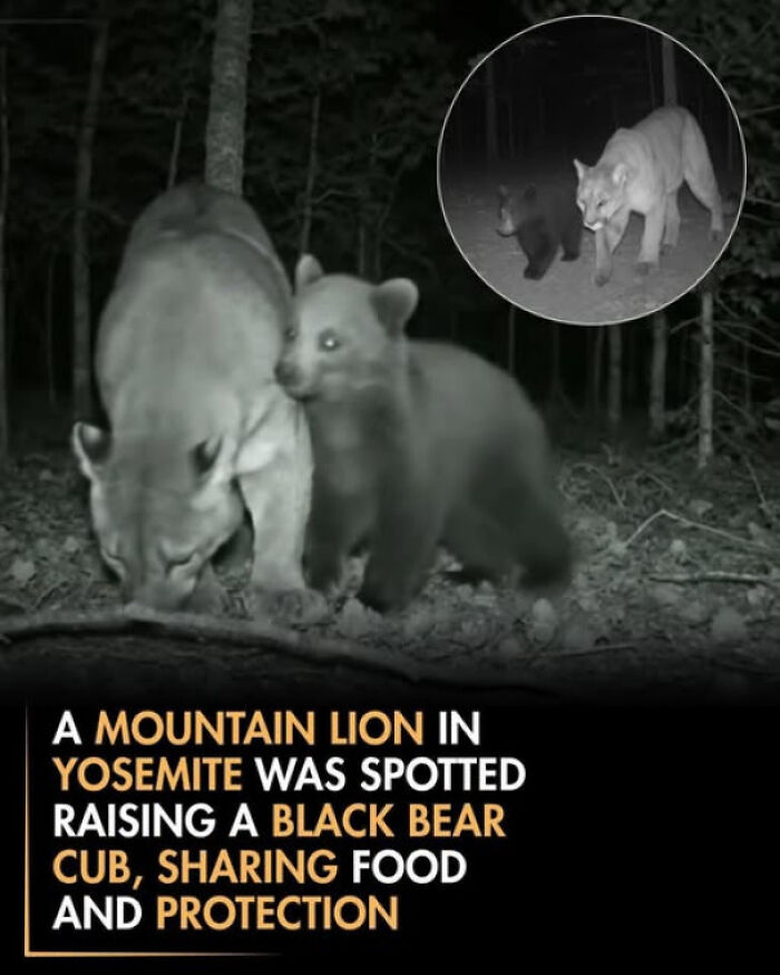 Mountain Lion Playing Babysitter To A Black Bear Cub—Yep, You Read That Right
