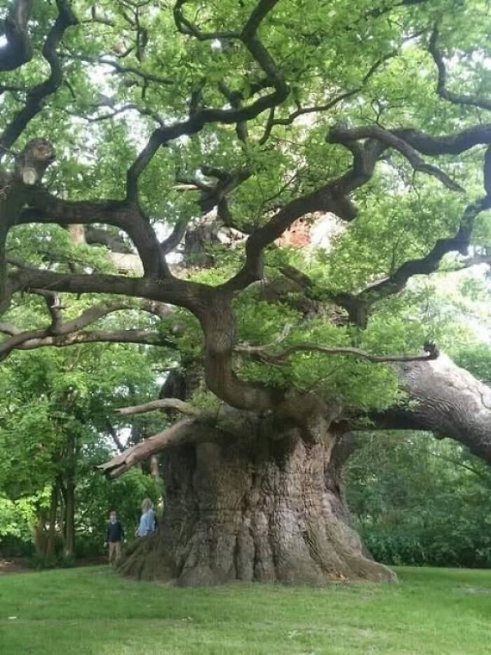 800-Year-Old Oak Tree Doing Its Majestic Thing In England