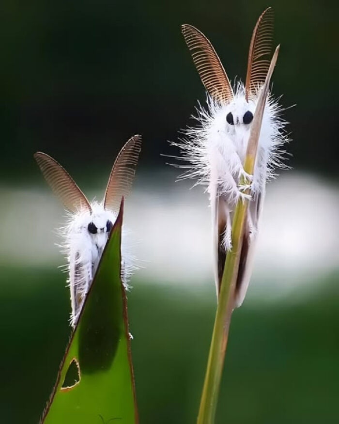 Venezuelan Poodle Moths: Because Fluffy Adorbs Are A Thing