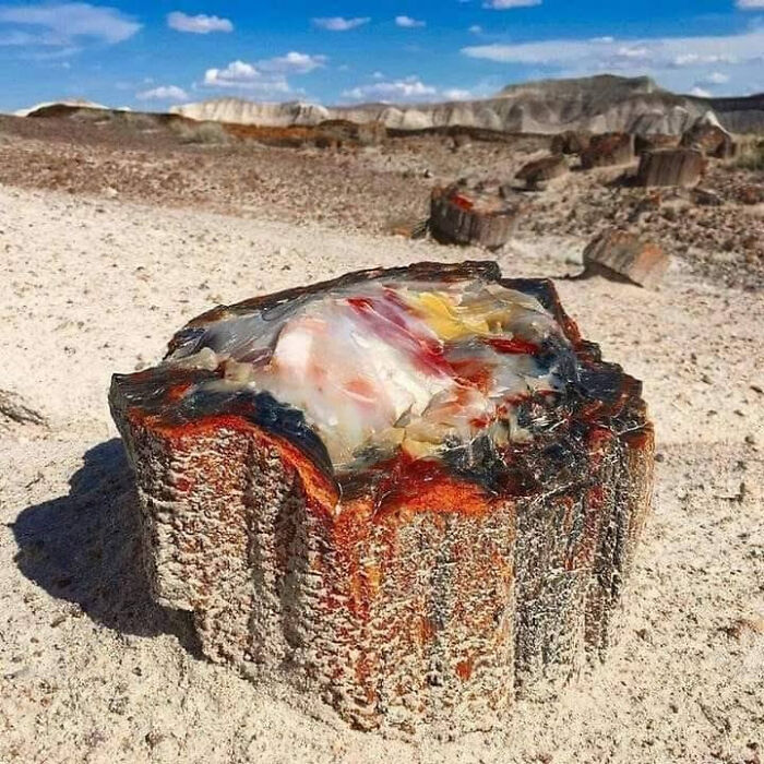 A 225-Million-Year-Old Tree That's Basically Turned Into Opal. Yes, Opal!