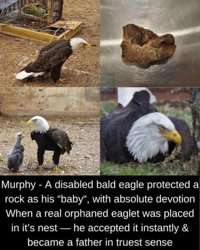 Meet Murphy, The Flightless Bald Eagle Who Raised A Rock Like Her Baby