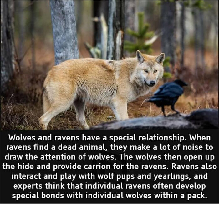 Ravens Basically Live Rent-Free By Following Wolves Around—Smart Move!
