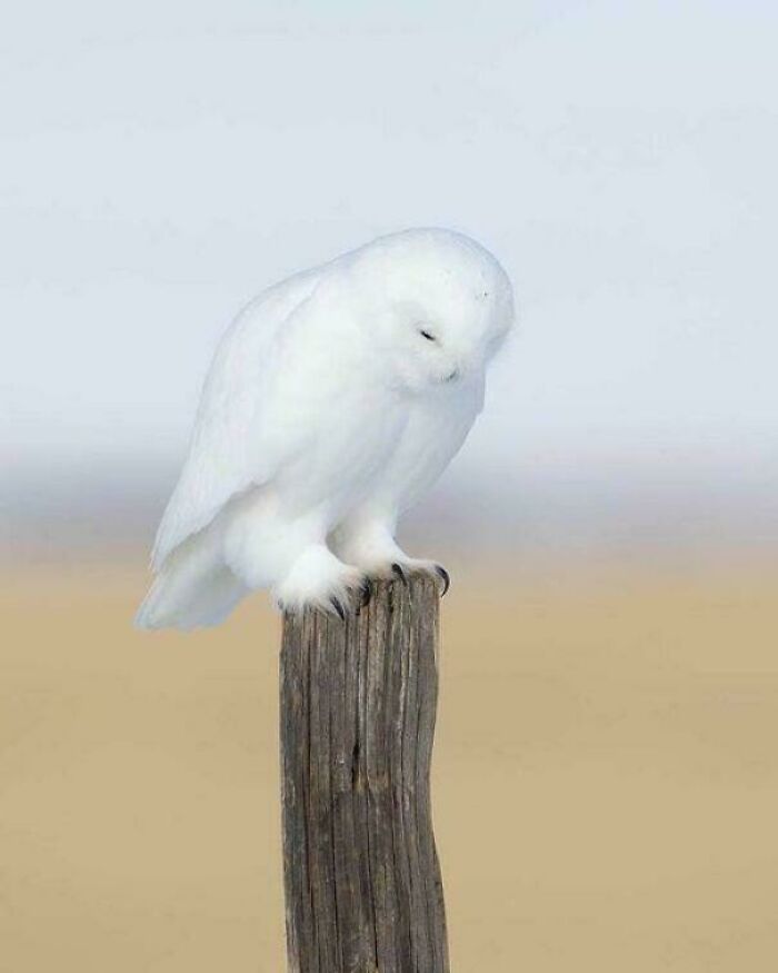 Snowy Owl Strutting Its Stuff In Canada