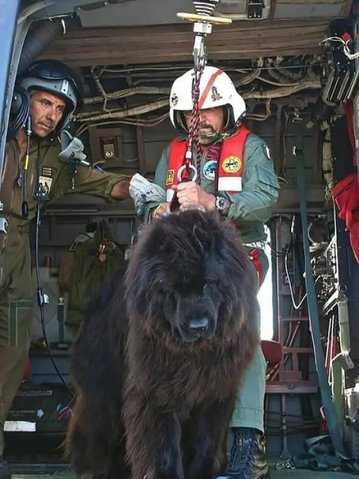 Newfoundland Dogs: Italy’s Water Rescue Superheroes