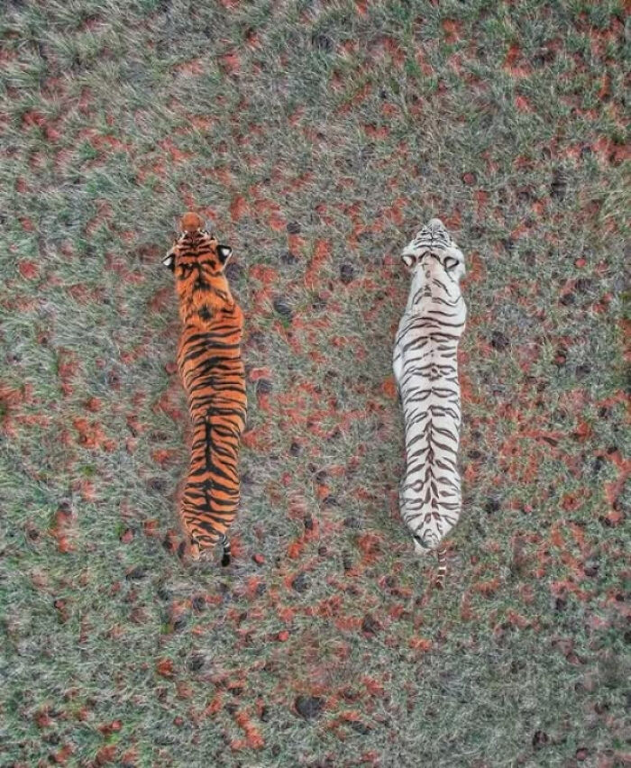 Peek-From-Above At A Majestic Tiger Doing Tiger Things