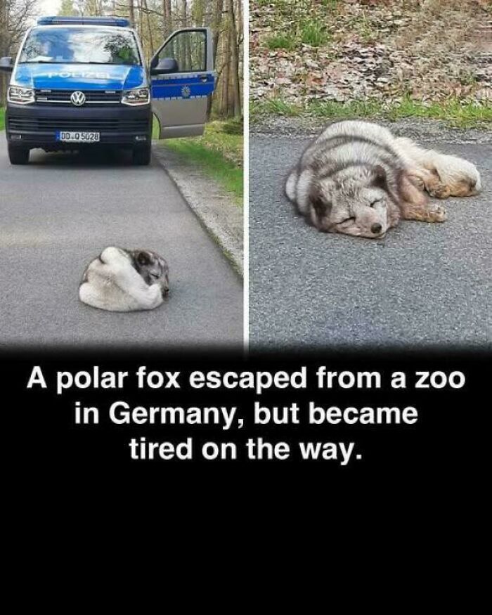 Polar Fox Makes Great Escape From German Zoo —Freedom, Here It Comes!