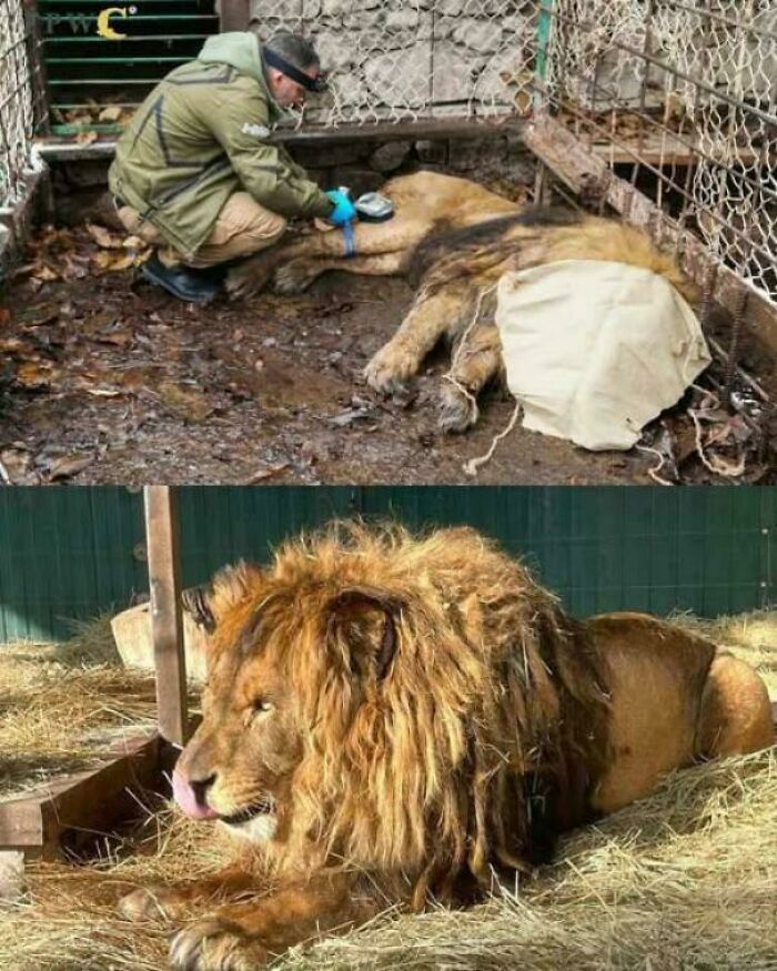 Ruben, The Lion Who Went From Circus Captive To Roaring Free Spirit