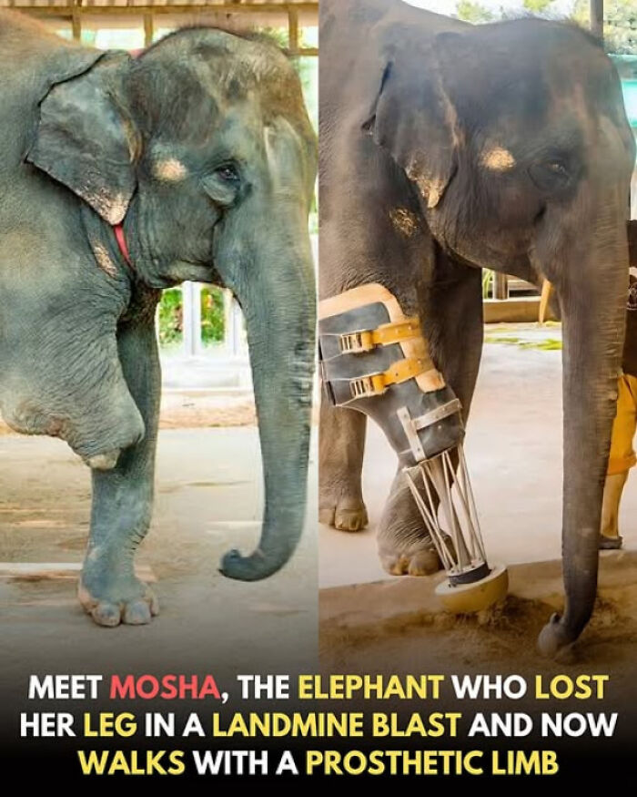 Mosha The Thai Elephant Lost A Leg To A Landmine But Never Lost Her Spirit