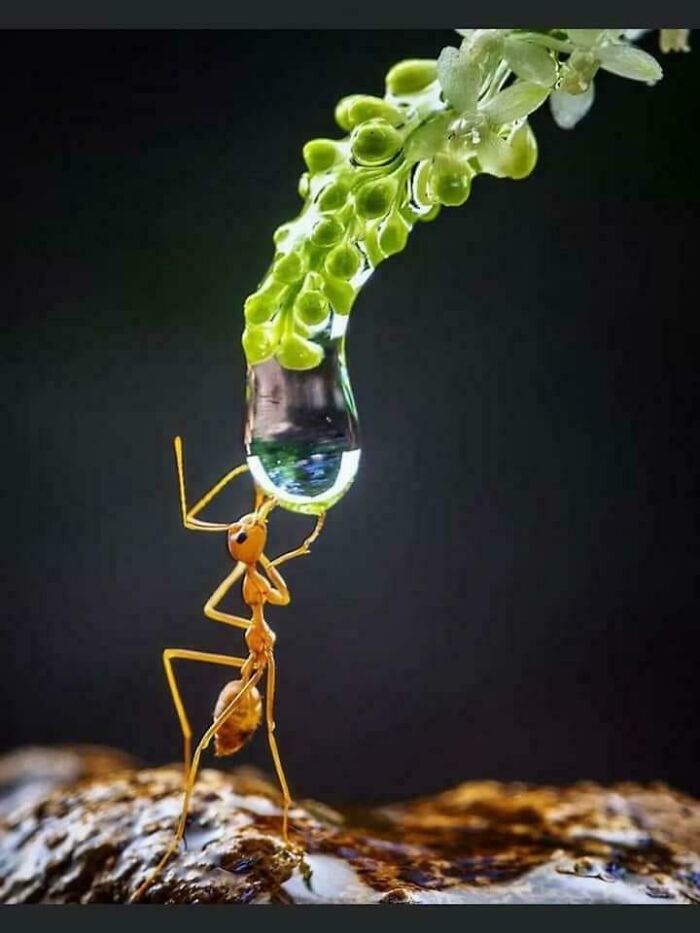 Close-Up Of An Ant Sipping On Dew Like A Pro