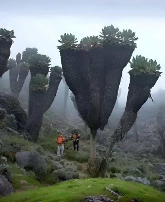 Giant Groundsels On Mt. Kilimanjaro—Plants That Look Like They Time-Travelers
