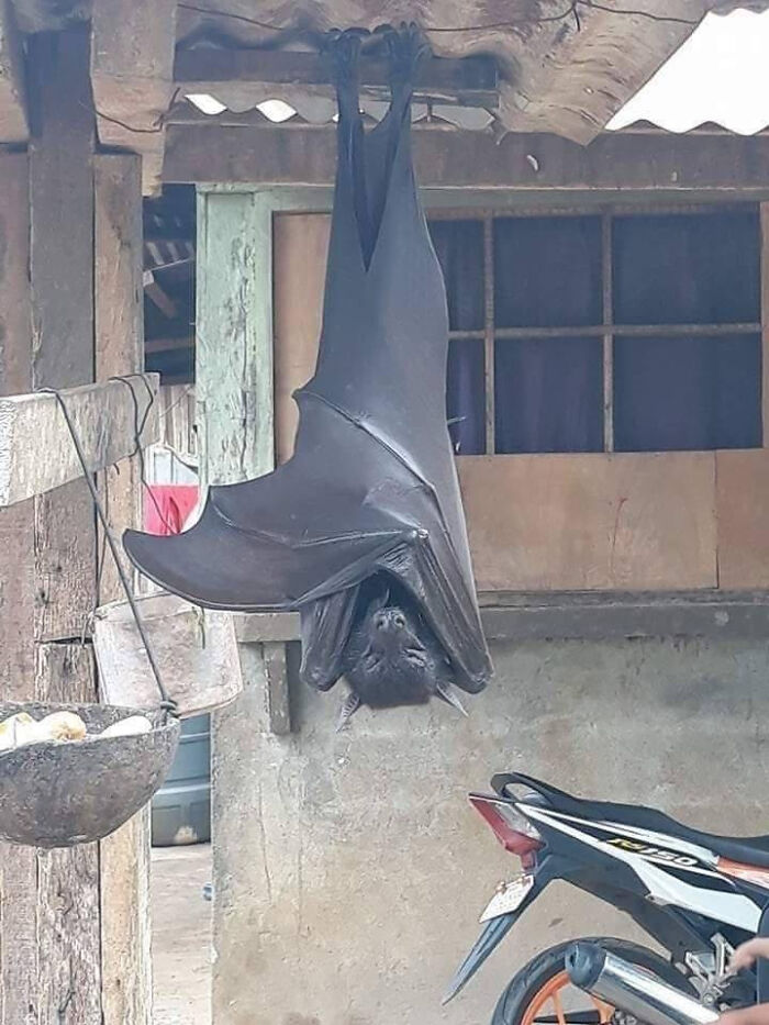 The Giant Golden-Crowned Flying Fox—Basically A Bat The Size Of Your Arm