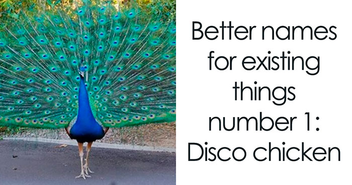 Let’s Peek at 50 Hilarious Animal Memes That’ll Totally Make Your Day