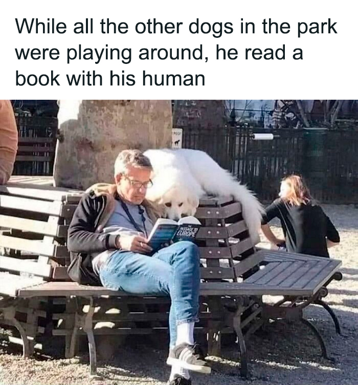 Let's Peek at 50 Hilarious Animal Memes That'll Totally Make Your Day