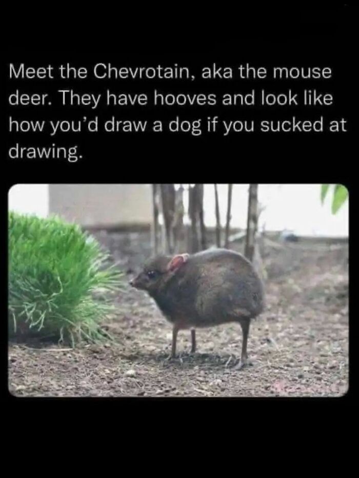 Let's Peek at 50 Hilarious Animal Memes That'll Totally Make Your Day