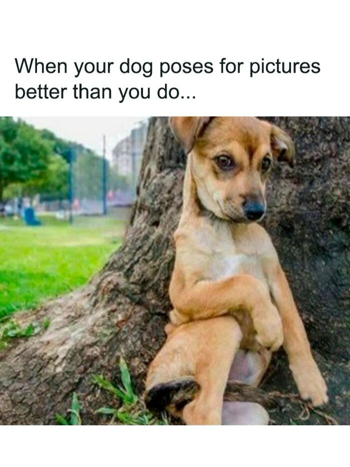 Let's Peek at 50 Hilarious Animal Memes That'll Totally Make Your Day