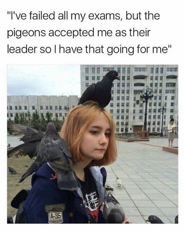 Let's Peek at 50 Hilarious Animal Memes That'll Totally Make Your Day