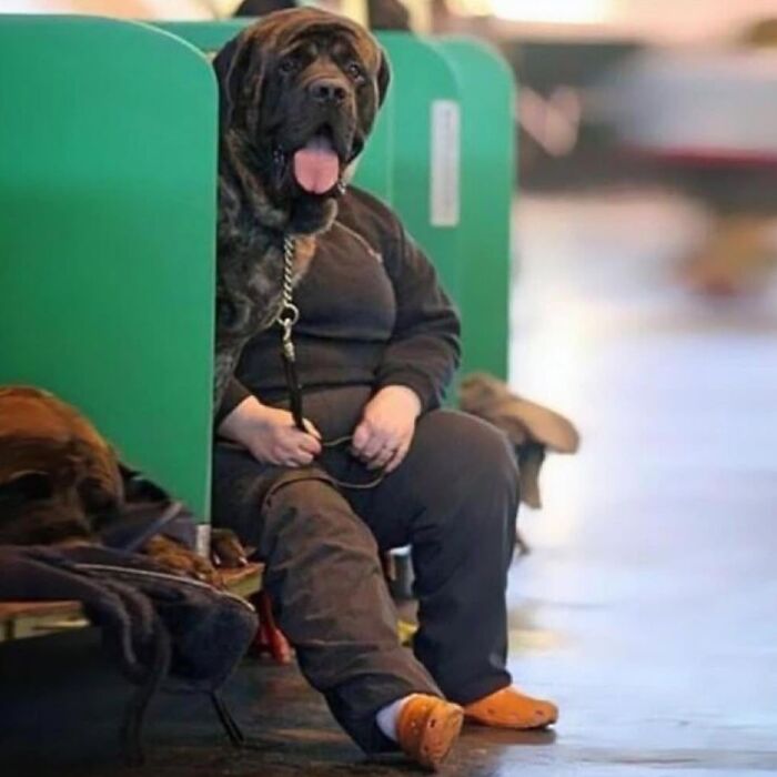 Let's Peek at 50 Hilarious Animal Memes That'll Totally Make Your Day