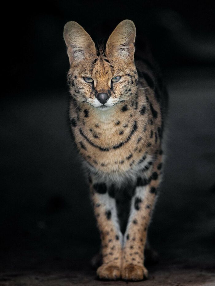 Who Needs Fancy Gear? Wild Animal Snaps That Totally Rock!