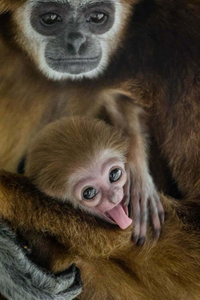 Who Needs Fancy Gear? Wild Animal Snaps That Totally Rock!
